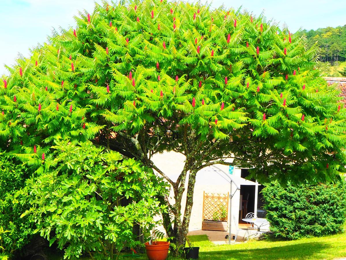 La Belle Verte Grignols  Bagian luar foto